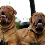 Bordeaux Dogge