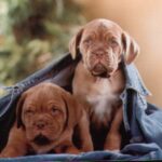 Bordeaux Dogge