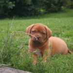 Bordeaux Dogge