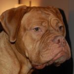 Bordeaux Dogge