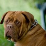 Bordeaux Dogge