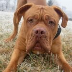 Bordeaux Dogge