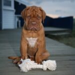 Bordeaux Dogge