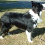 Border Collie