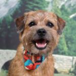 Border Terrier
