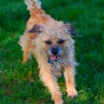 Border Terrier