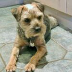 Border Terrier