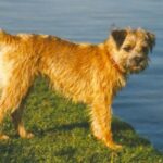 Border Terrier