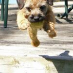 Border Terrier
