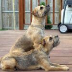 Border Terrier