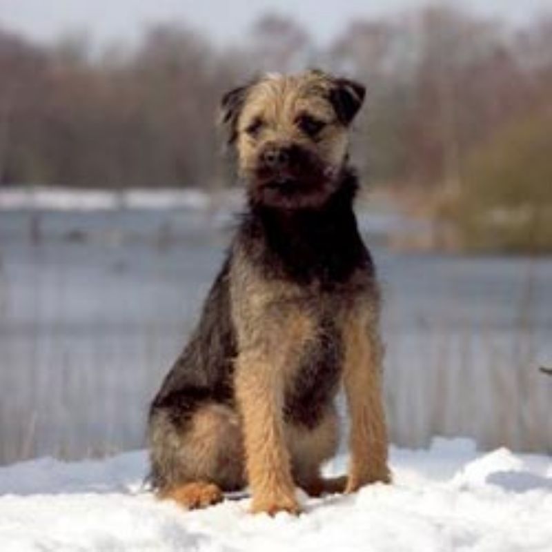 Border Terrier