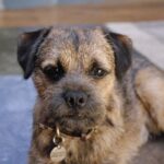 Border Terrier