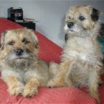 Border Terrier