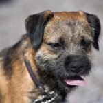 Border Terrier