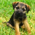 Border Terrier