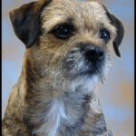 Border Terrier