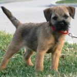 Border Terrier