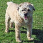 Border Terrier