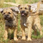 Border Terrier