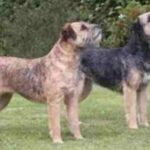 Border Terrier