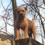 Border Terrier