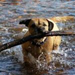 Border Terrier