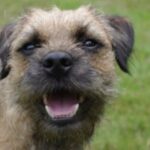 Border Terrier