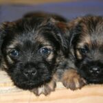 Border Terrier