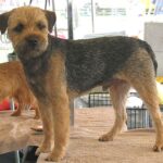 Border Terrier