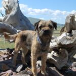 Border Terrier