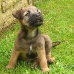 Border Terrier
