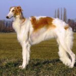 Borzoi