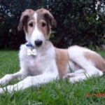 Borzoi