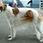 Borzoi