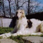 Borzoi