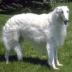 Borzoi