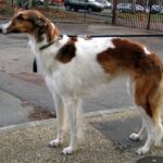 Borzoi