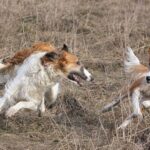 Borzoi