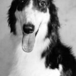 Borzoi