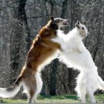 Borzoi
