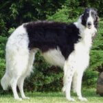 Borzoi