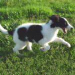 Borzoi