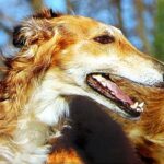 Borzoi
