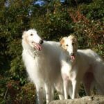 Borzoi