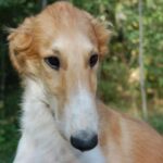 Borzoi