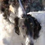 Borzoi