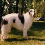 Borzoi