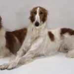 Borzoi