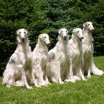 Borzoi