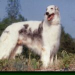 Borzoi